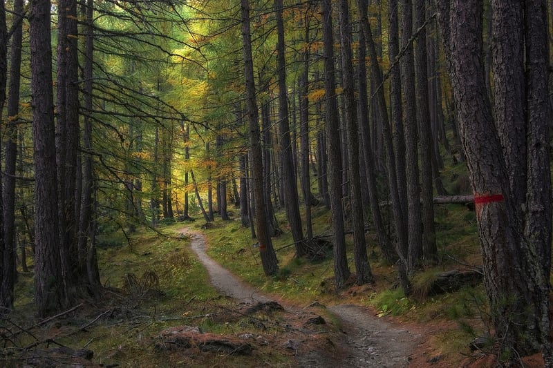 Enigmatic Trails